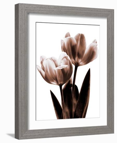 Tulip in Sepia II-Caroline Kelly-Framed Photo