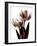 Tulip in Sepia II-Caroline Kelly-Framed Photo