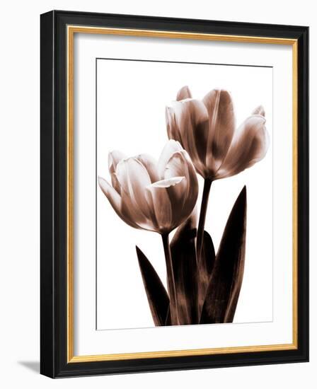 Tulip in Sepia II-Caroline Kelly-Framed Photo