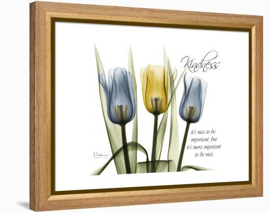 Tulip Kindness-Albert Koetsier-Framed Stretched Canvas