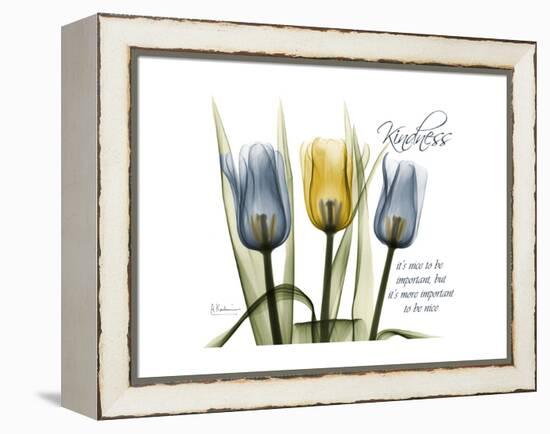 Tulip Kindness-Albert Koetsier-Framed Stretched Canvas