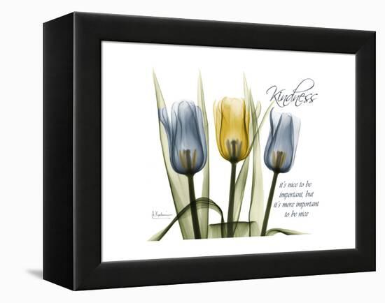 Tulip Kindness-Albert Koetsier-Framed Stretched Canvas