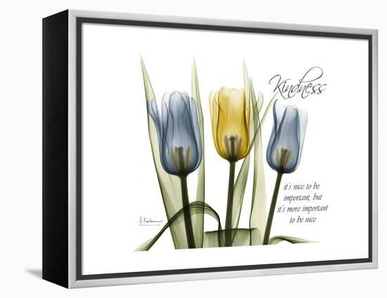 Tulip Kindness-Albert Koetsier-Framed Stretched Canvas