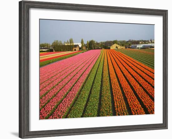 Tulip Lands, Leiden Area, Netherlands-Keren Su-Framed Photographic Print