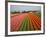 Tulip Lands, Leiden Area, Netherlands-Keren Su-Framed Photographic Print