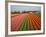 Tulip Lands, Leiden Area, Netherlands-Keren Su-Framed Photographic Print