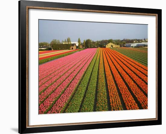 Tulip Lands, Leiden Area, Netherlands-Keren Su-Framed Photographic Print