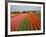 Tulip Lands, Leiden Area, Netherlands-Keren Su-Framed Photographic Print