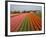 Tulip Lands, Leiden Area, Netherlands-Keren Su-Framed Photographic Print