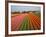 Tulip Lands, Leiden Area, Netherlands-Keren Su-Framed Photographic Print