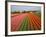 Tulip Lands, Leiden Area, Netherlands-Keren Su-Framed Photographic Print