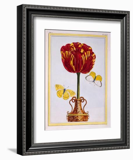 Tulip 'Le Drap D'Or, C.1776-Pierre-Joseph Buchoz-Framed Giclee Print