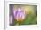 Tulip ‘Lilac Wonder'-Cora Niele-Framed Photographic Print