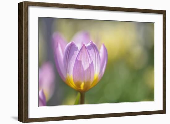 Tulip ‘Lilac Wonder'-Cora Niele-Framed Photographic Print