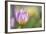 Tulip ‘Lilac Wonder'-Cora Niele-Framed Photographic Print