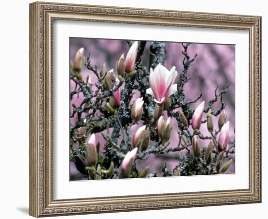 Tulip Magnolia Bloom, Washington, USA-William Sutton-Framed Photographic Print