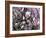 Tulip Magnolia Bloom, Washington, USA-William Sutton-Framed Photographic Print