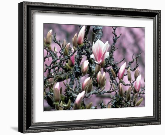 Tulip Magnolia Bloom, Washington, USA-William Sutton-Framed Photographic Print