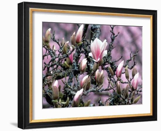 Tulip Magnolia Bloom, Washington, USA-William Sutton-Framed Photographic Print