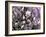 Tulip Magnolia Bloom, Washington, USA-William Sutton-Framed Photographic Print