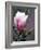 Tulip Magnolia Blossom, Washington Park Arboretum, Seattle, Washington, USA-William Sutton-Framed Photographic Print