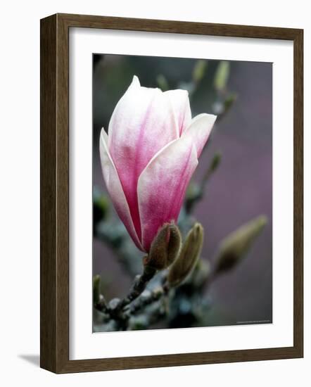 Tulip Magnolia Blossom, Washington Park Arboretum, Seattle, Washington, USA-William Sutton-Framed Photographic Print