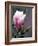 Tulip Magnolia Blossom, Washington Park Arboretum, Seattle, Washington, USA-William Sutton-Framed Photographic Print