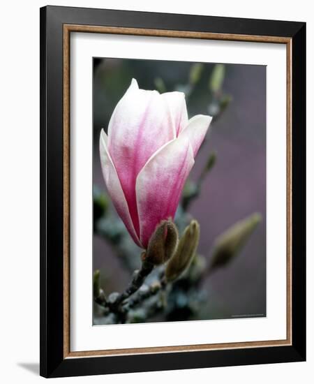 Tulip Magnolia Blossom, Washington Park Arboretum, Seattle, Washington, USA-William Sutton-Framed Photographic Print