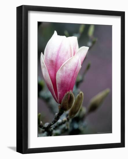 Tulip Magnolia Blossom, Washington Park Arboretum, Seattle, Washington, USA-William Sutton-Framed Photographic Print