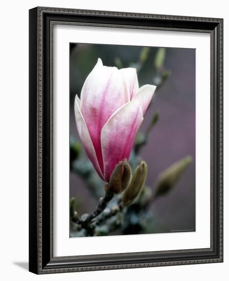 Tulip Magnolia Blossom, Washington Park Arboretum, Seattle, Washington, USA-William Sutton-Framed Photographic Print