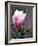 Tulip Magnolia Blossom, Washington Park Arboretum, Seattle, Washington, USA-William Sutton-Framed Photographic Print