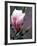 Tulip Magnolia Blossom, Washington Park Arboretum, Seattle, Washington, USA-William Sutton-Framed Photographic Print