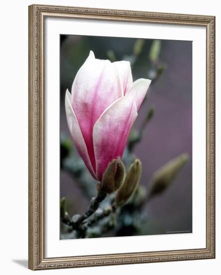 Tulip Magnolia Blossom, Washington Park Arboretum, Seattle, Washington, USA-William Sutton-Framed Photographic Print