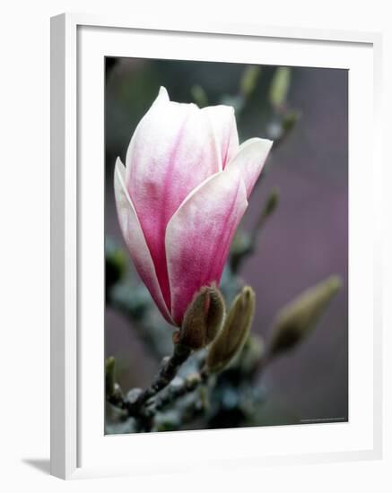 Tulip Magnolia Blossom, Washington Park Arboretum, Seattle, Washington, USA-William Sutton-Framed Photographic Print