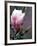 Tulip Magnolia Blossom, Washington Park Arboretum, Seattle, Washington, USA-William Sutton-Framed Photographic Print