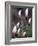 Tulip Magnolia Blossom, Washington Park Arboretum, Seattle, Washington, USA-William Sutton-Framed Photographic Print