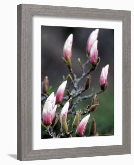 Tulip Magnolia Blossom, Washington Park Arboretum, Seattle, Washington, USA-William Sutton-Framed Photographic Print