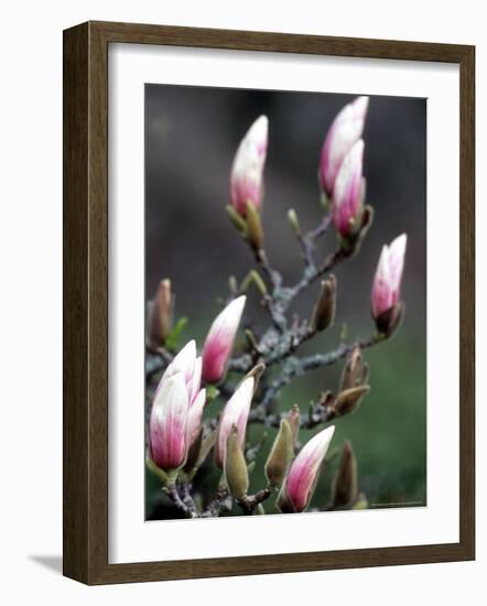 Tulip Magnolia Blossom, Washington Park Arboretum, Seattle, Washington, USA-William Sutton-Framed Photographic Print