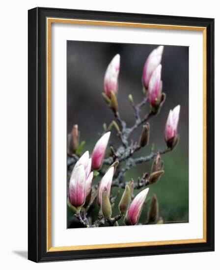 Tulip Magnolia Blossom, Washington Park Arboretum, Seattle, Washington, USA-William Sutton-Framed Photographic Print