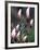 Tulip Magnolia Blossom, Washington Park Arboretum, Seattle, Washington, USA-William Sutton-Framed Photographic Print