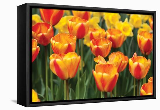 Tulip March I-Dana Styber-Framed Premier Image Canvas