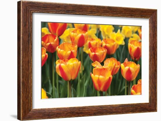 Tulip March I-Dana Styber-Framed Photographic Print