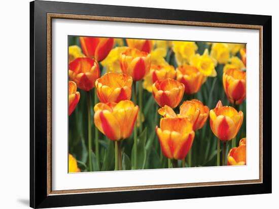 Tulip March I-Dana Styber-Framed Photographic Print