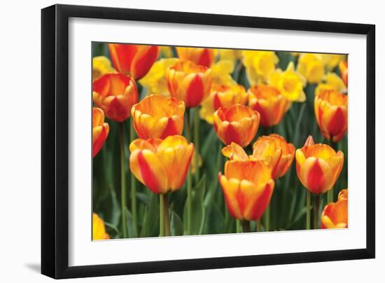 Tulip March I-Dana Styber-Framed Photographic Print