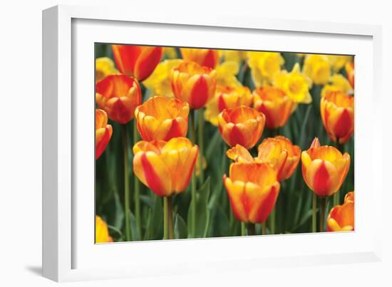 Tulip March I-Dana Styber-Framed Photographic Print