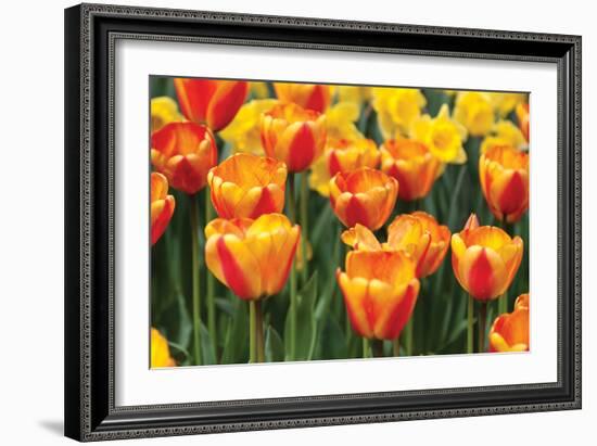 Tulip March I-Dana Styber-Framed Photographic Print