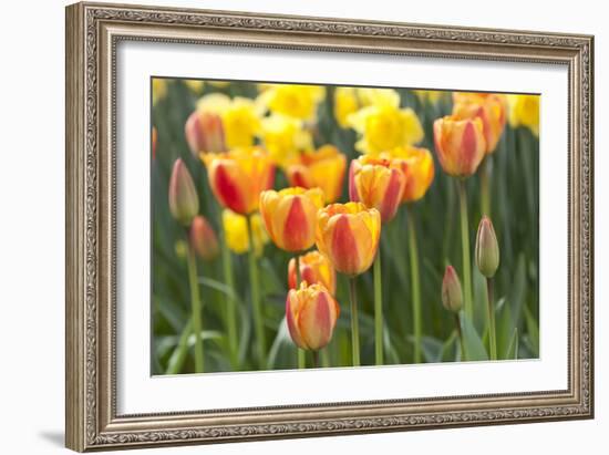 Tulip March II-Dana Styber-Framed Photographic Print