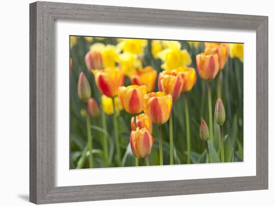 Tulip March II-Dana Styber-Framed Photographic Print