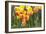 Tulip March II-Dana Styber-Framed Photographic Print