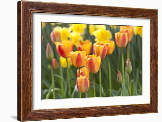 Tulip March II-Dana Styber-Framed Photographic Print